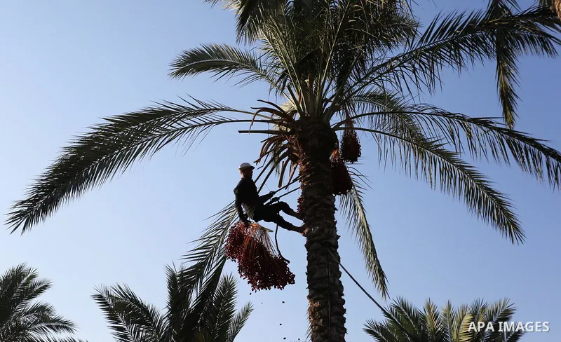 Palestinian farmers harvest dates from a palm tree in Deir al-Balah in the central Gaza Strip on September 23, 2018. Photo by Ashraf Amra