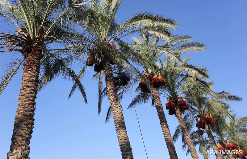 Palestinian farmers harvest dates from a palm tree in Deir al-Balah in the central Gaza Strip on September 23, 2018. Photo by Ashraf Amra