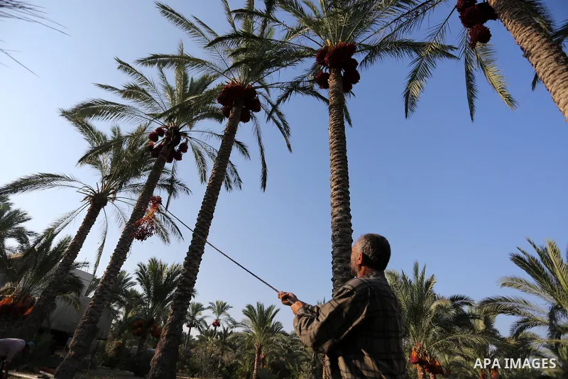 Palestinian farmers harvest dates from a palm tree in Deir al-Balah in the central Gaza Strip on September 23, 2018. Photo by Ashraf Amra