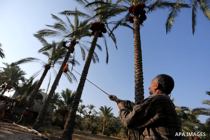 Palestinian farmers harvest dates from a palm tree in Deir al-Balah in the central Gaza Strip on September 23, 2018. Photo by Ashraf Amra