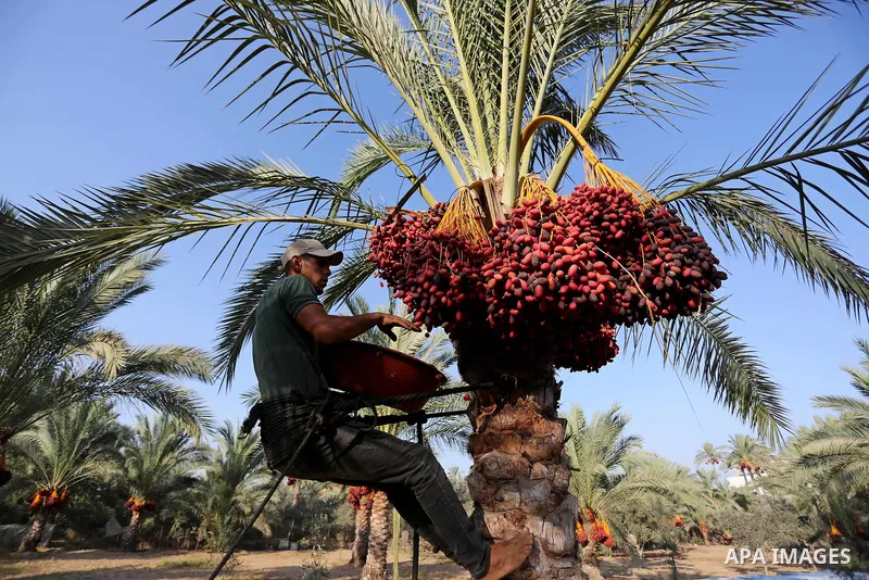 Palestinian farmers harvest dates from a palm tree in Deir al-Balah in the central Gaza Strip on September 23, 2018. Photo by Ashraf Amra