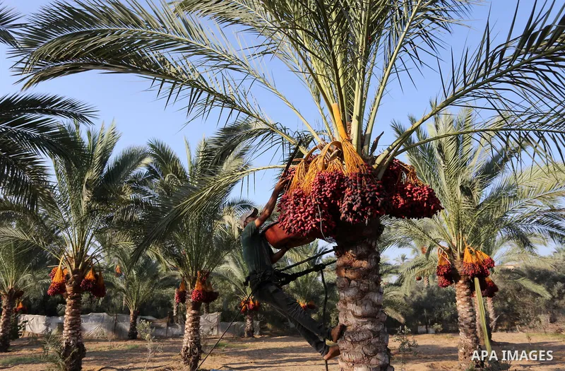 Palestinian farmers harvest dates from a palm tree in Deir al-Balah in the central Gaza Strip on September 23, 2018. Photo by Ashraf Amra