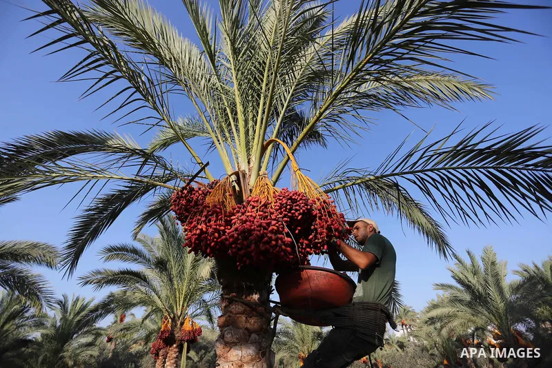 Palestinian farmers harvest dates from a palm tree in Deir al-Balah in the central Gaza Strip on September 23, 2018. Photo by Ashraf Amra