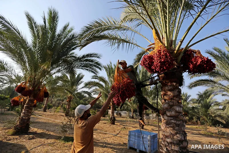 Palestinian farmers harvest dates from a palm tree in Deir al-Balah in the central Gaza Strip on September 23, 2018. Photo by Ashraf Amra