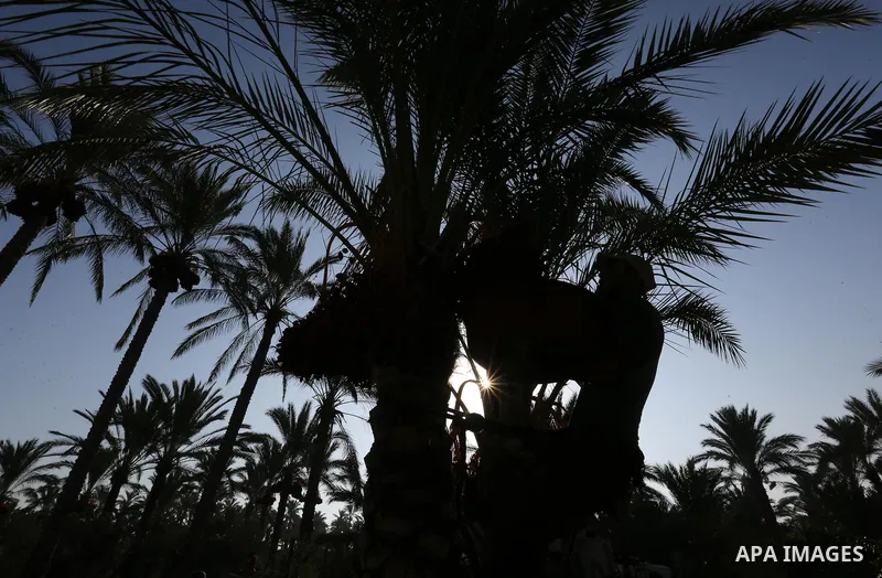 Palestinian farmers harvest dates from a palm tree in Deir al-Balah in the central Gaza Strip on September 23, 2018. Photo by Ashraf Amra