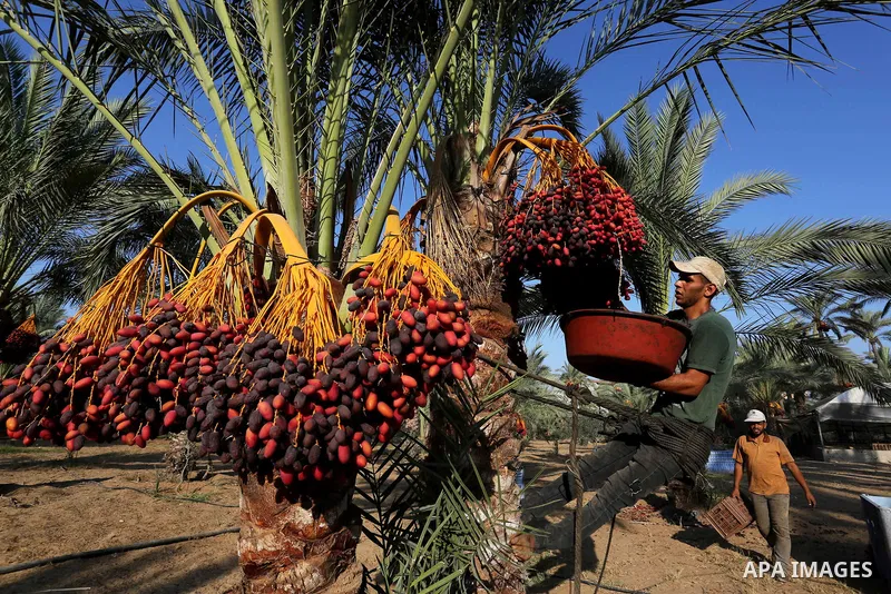 Palestinian farmers harvest dates from a palm tree in Deir al-Balah in the central Gaza Strip on September 23, 2018. Photo by Ashraf Amra