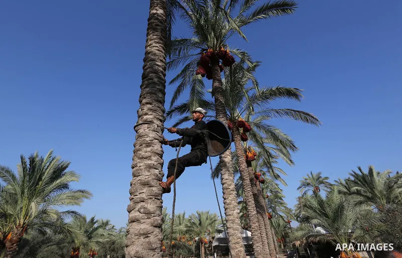 Palestinian farmers harvest dates from a palm tree in Deir al-Balah in the central Gaza Strip on September 23, 2018. Photo by Ashraf Amra