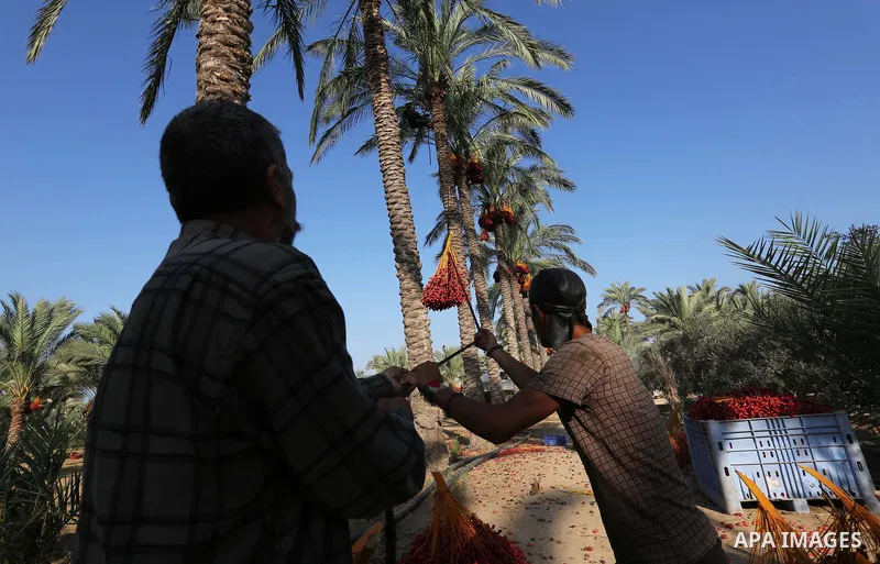 Palestinian farmers harvest dates from a palm tree in Deir al-Balah in the central Gaza Strip on September 23, 2018. Photo by Ashraf Amra