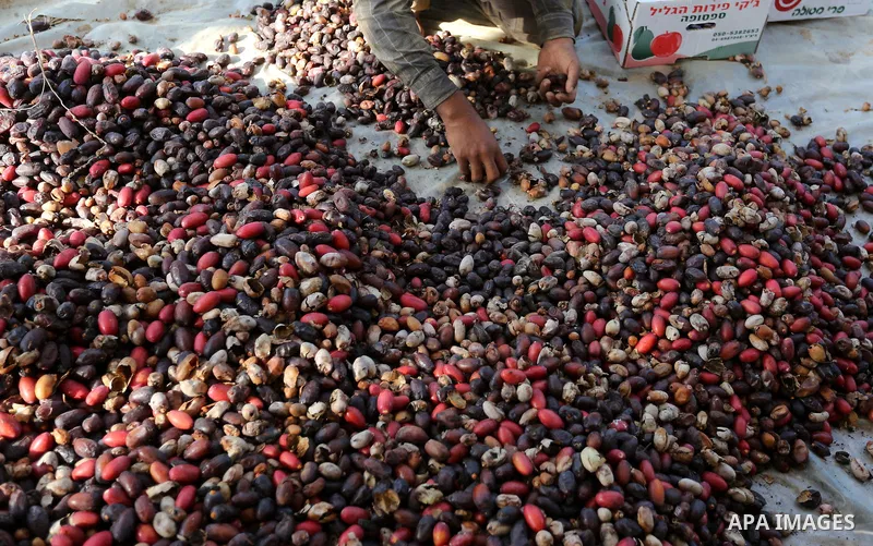Palestinian farmers harvest dates from a palm tree in Deir al-Balah in the central Gaza Strip on September 23, 2018. Photo by Ashraf Amra