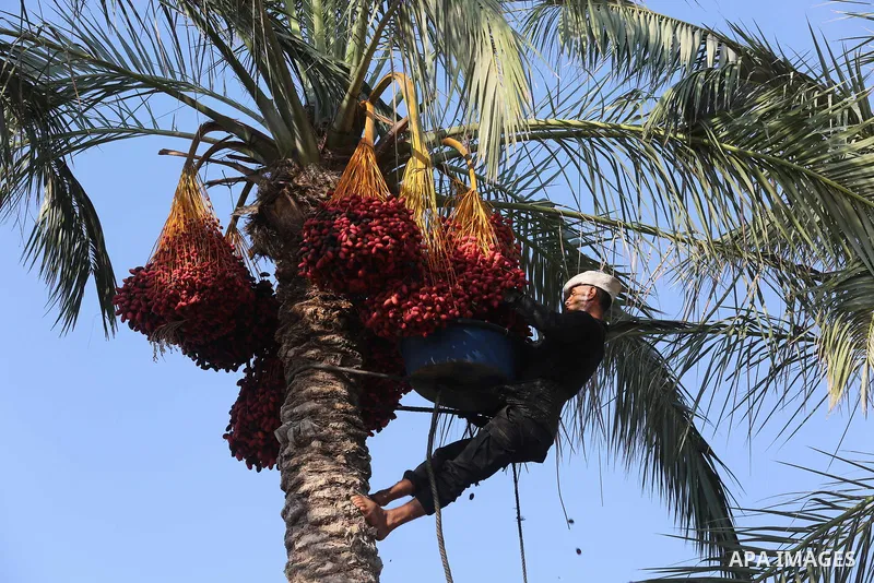 Palestinian farmers harvest dates from a palm tree in Deir al-Balah in the central Gaza Strip on September 23, 2018. Photo by Ashraf Amra