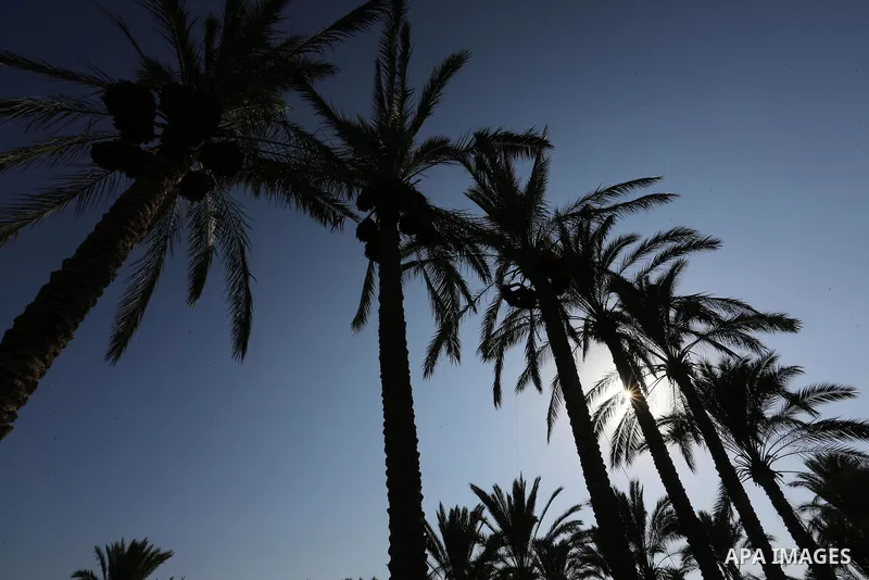 Palestinian farmers harvest dates from a palm tree in Deir al-Balah in the central Gaza Strip on September 23, 2018. Photo by Ashraf Amra
