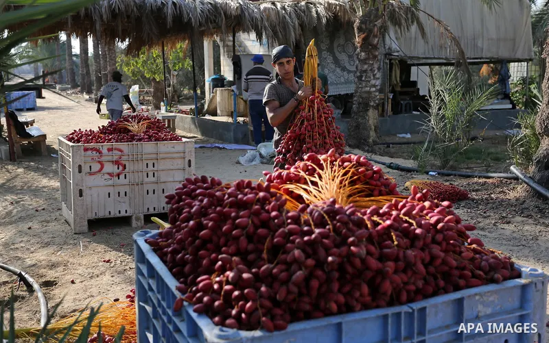 Palestinian farmers harvest dates from a palm tree in Deir al-Balah in the central Gaza Strip on September 23, 2018. Photo by Ashraf Amra
