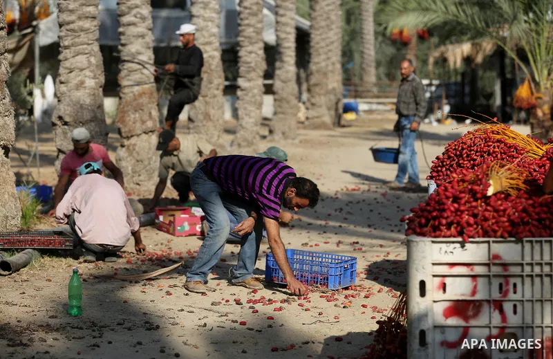 Palestinian farmers harvest dates from a palm tree in Deir al-Balah in the central Gaza Strip on September 23, 2018. Photo by Ashraf Amra