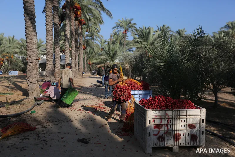 Palestinian farmers harvest dates from a palm tree in Deir al-Balah in the central Gaza Strip on September 23, 2018. Photo by Ashraf Amra