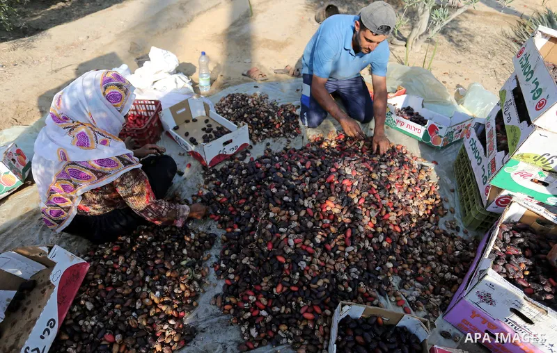 Palestinian farmers harvest dates from a palm tree in Deir al-Balah in the central Gaza Strip on September 23, 2018. Photo by Ashraf Amra