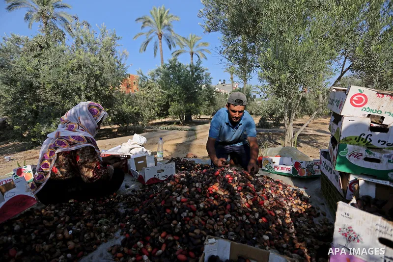 Palestinian farmers harvest dates from a palm tree in Deir al-Balah in the central Gaza Strip on September 23, 2018. Photo by Ashraf Amra