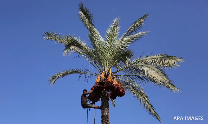 Palestinian farmers harvest dates from a palm tree in Deir al-Balah in the central Gaza Strip on September 23, 2018. Photo by Ashraf Amra