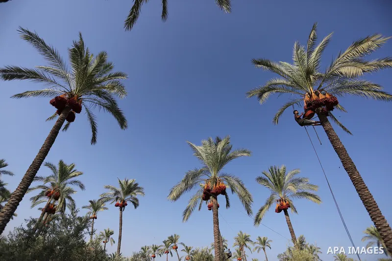 Palestinian farmers harvest dates from a palm tree in Deir al-Balah in the central Gaza Strip on September 23, 2018. Photo by Ashraf Amra