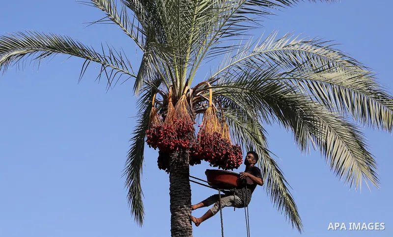 Palestinian farmers harvest dates from a palm tree in Deir al-Balah in the central Gaza Strip on September 23, 2018. Photo by Ashraf Amra
