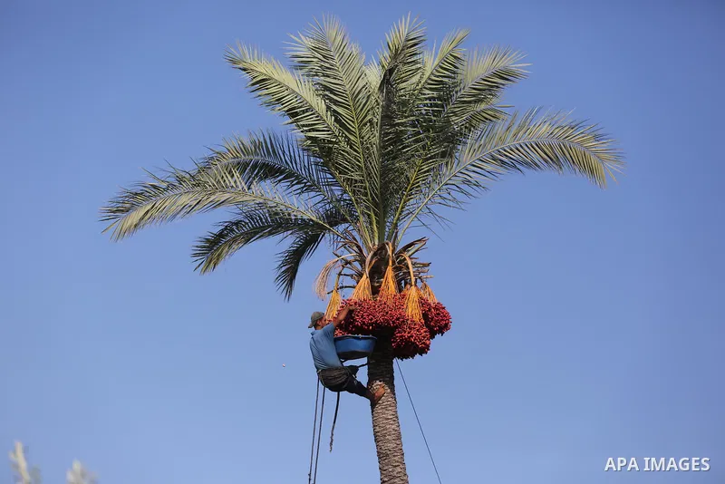 Palestinian farmers harvest dates from a palm tree in Deir al-Balah in the central Gaza Strip on September 23, 2018. Photo by Ashraf Amra