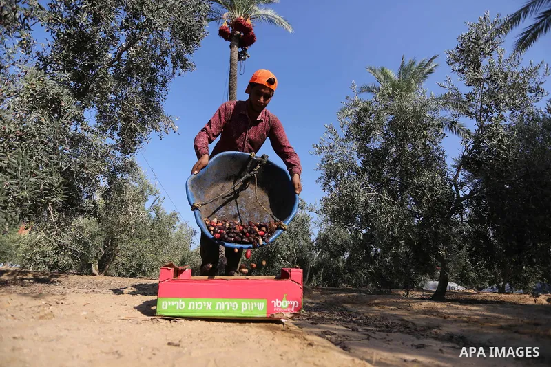 Palestinian farmers harvest dates from a palm tree in Deir al-Balah in the central Gaza Strip on September 23, 2018. Photo by Ashraf Amra