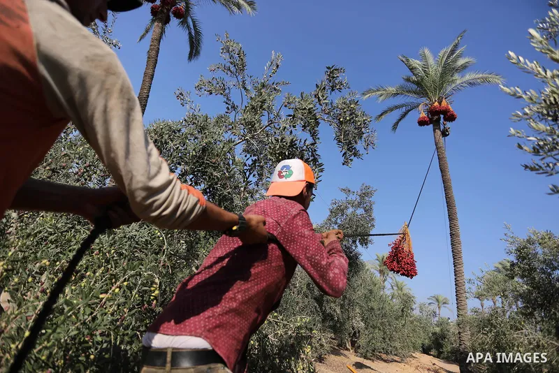 Palestinian farmers harvest dates from a palm tree in Deir al-Balah in the central Gaza Strip on September 23, 2018. Photo by Ashraf Amra