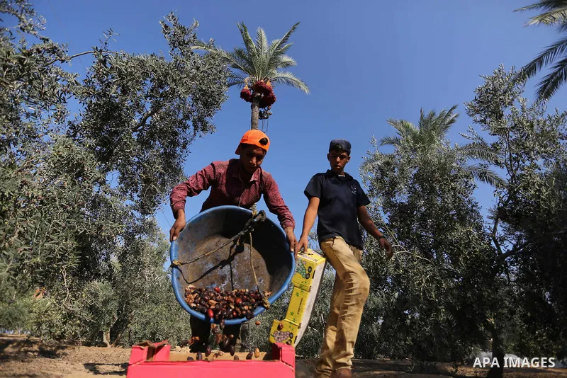 Palestinian farmers harvest dates from a palm tree in Deir al-Balah in the central Gaza Strip on September 23, 2018. Photo by Ashraf Amra