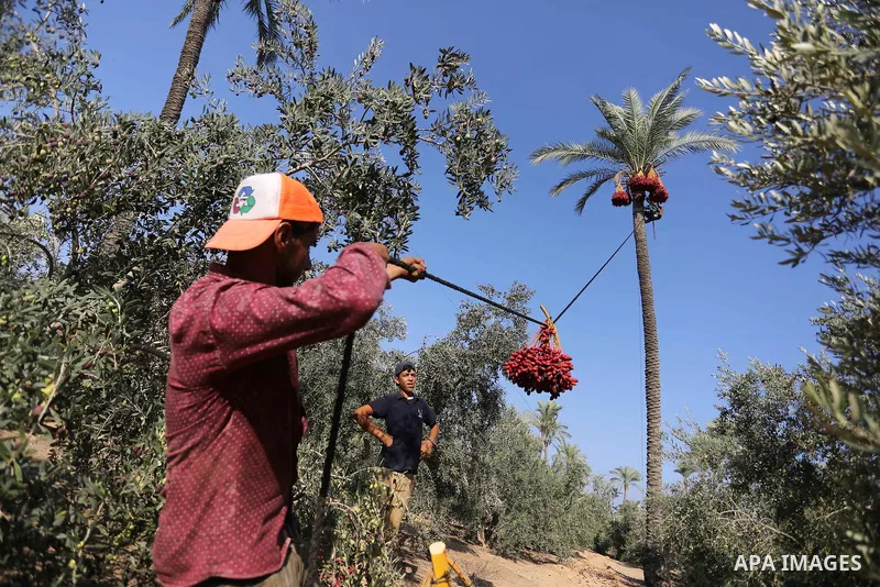 Palestinian farmers harvest dates from a palm tree in Deir al-Balah in the central Gaza Strip on September 23, 2018. Photo by Ashraf Amra