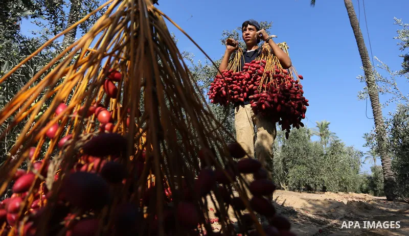 Palestinian farmers harvest dates from a palm tree in Deir al-Balah in the central Gaza Strip on September 23, 2018. Photo by Ashraf Amra