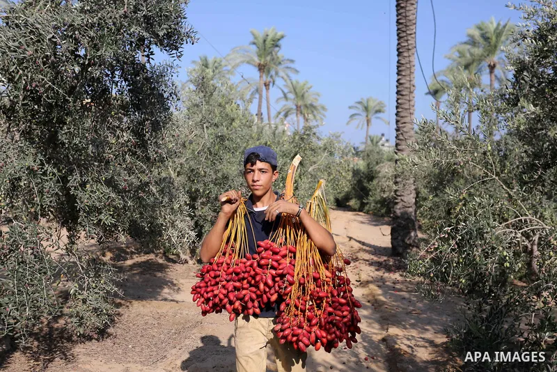 Palestinian farmers harvest dates from a palm tree in Deir al-Balah in the central Gaza Strip on September 23, 2018. Photo by Ashraf Amra