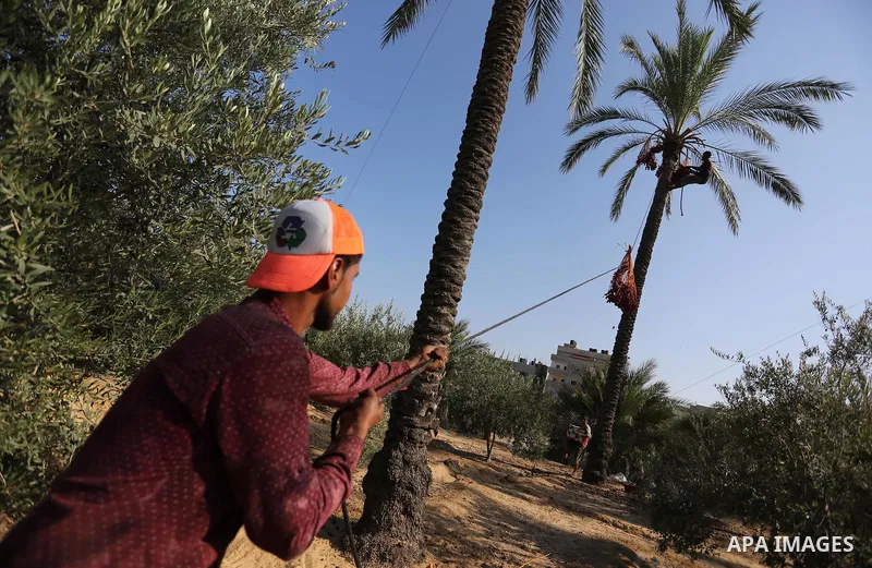 Palestinian farmers harvest dates from a palm tree in Deir al-Balah in the central Gaza Strip on September 23, 2018. Photo by Ashraf Amra