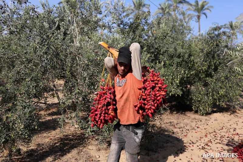 Palestinian farmers harvest dates from a palm tree in Deir al-Balah in the central Gaza Strip on September 23, 2018. Photo by Ashraf Amra
