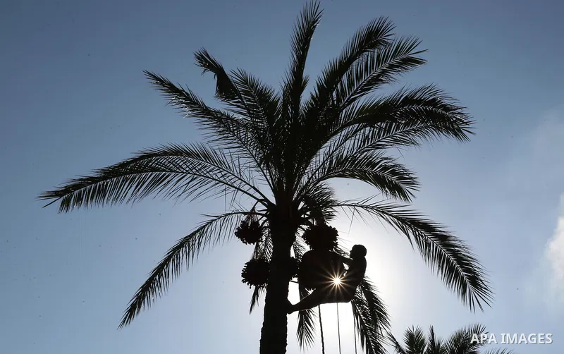 Palestinian farmers harvest dates from a palm tree in Deir al-Balah in the central Gaza Strip on September 23, 2018. Photo by Ashraf Amra