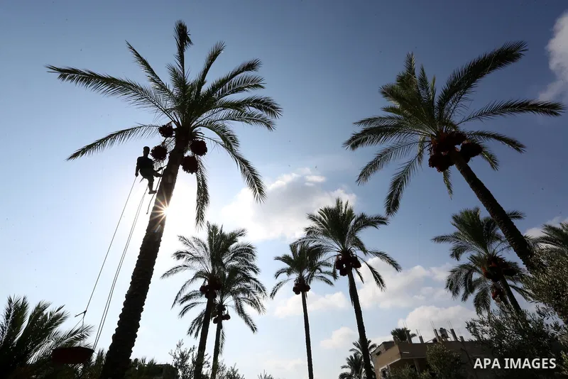 Palestinian farmers harvest dates from a palm tree in Deir al-Balah in the central Gaza Strip on September 23, 2018. Photo by Ashraf Amra
