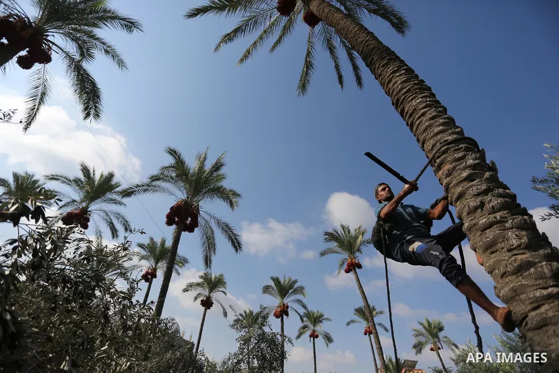 Palestinian farmers harvest dates from a palm tree in Deir al-Balah in the central Gaza Strip on September 23, 2018. Photo by Ashraf Amra