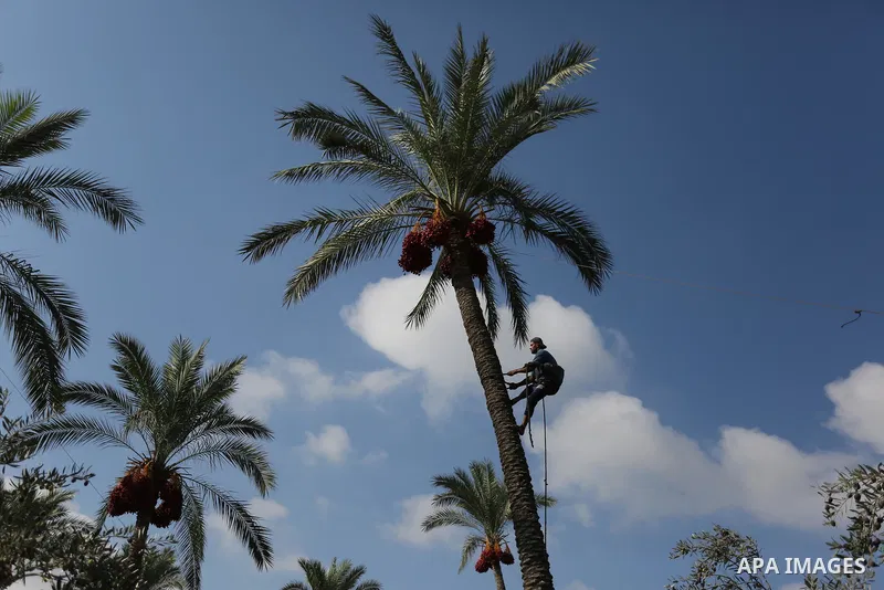 Palestinian farmers harvest dates from a palm tree in Deir al-Balah in the central Gaza Strip on September 23, 2018. Photo by Ashraf Amra