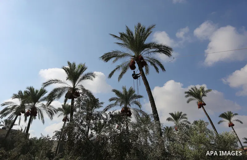 Palestinian farmers harvest dates from a palm tree in Deir al-Balah in the central Gaza Strip on September 23, 2018. Photo by Ashraf Amra