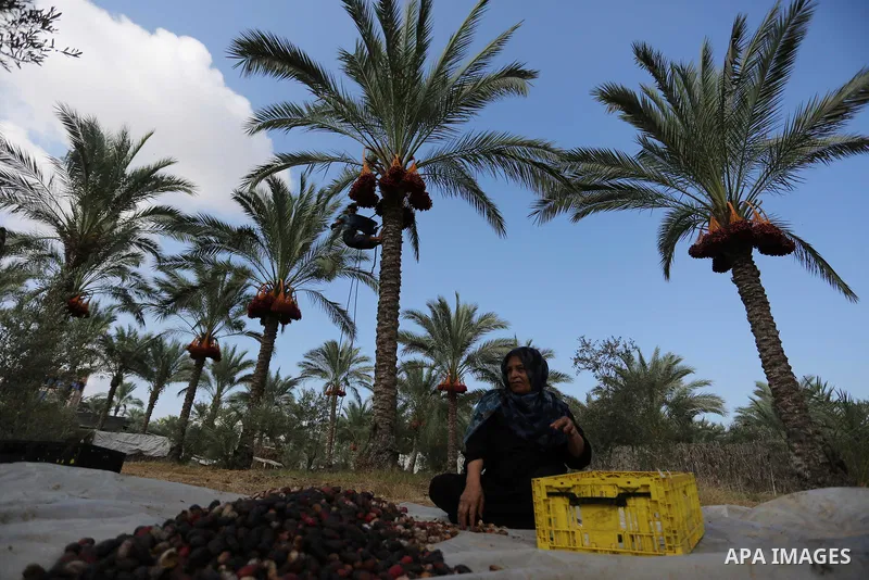 Palestinian farmers harvest dates from a palm tree in Deir al-Balah in the central Gaza Strip on September 23, 2018. Photo by Ashraf Amra