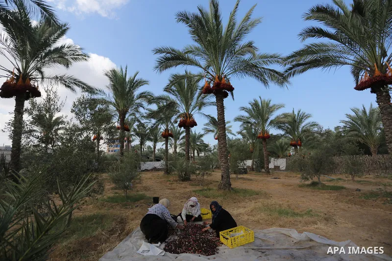 Palestinian farmers harvest dates from a palm tree in Deir al-Balah in the central Gaza Strip on September 23, 2018. Photo by Ashraf Amra