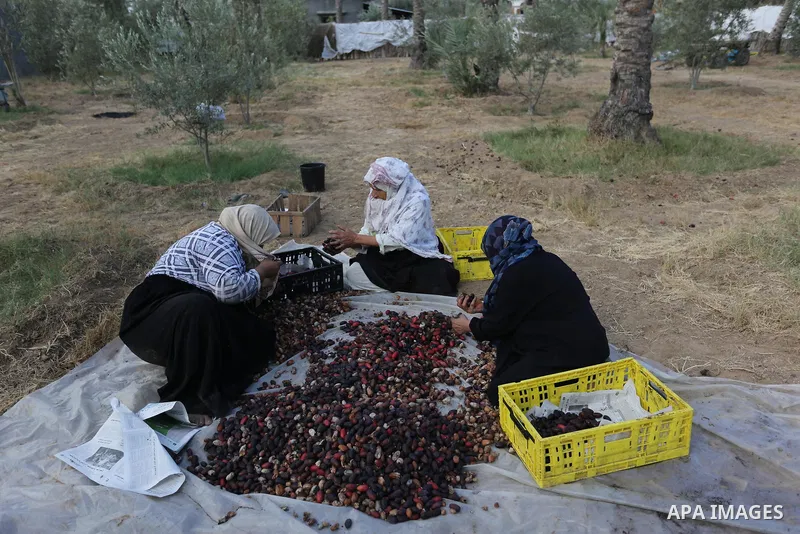 Palestinian farmers harvest dates from a palm tree in Deir al-Balah in the central Gaza Strip on September 23, 2018. Photo by Ashraf Amra