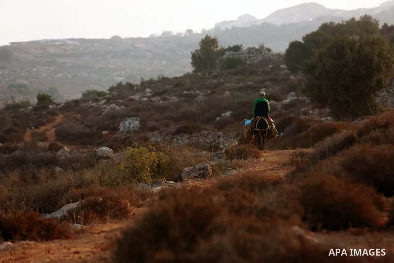 Palestinian farmers make their way to their farms to pick up olives during a harvest season, near the Israeli settlement of Ariel in the occupied West Bank city of Salfit, after Israeli authorities allowed them to harves...