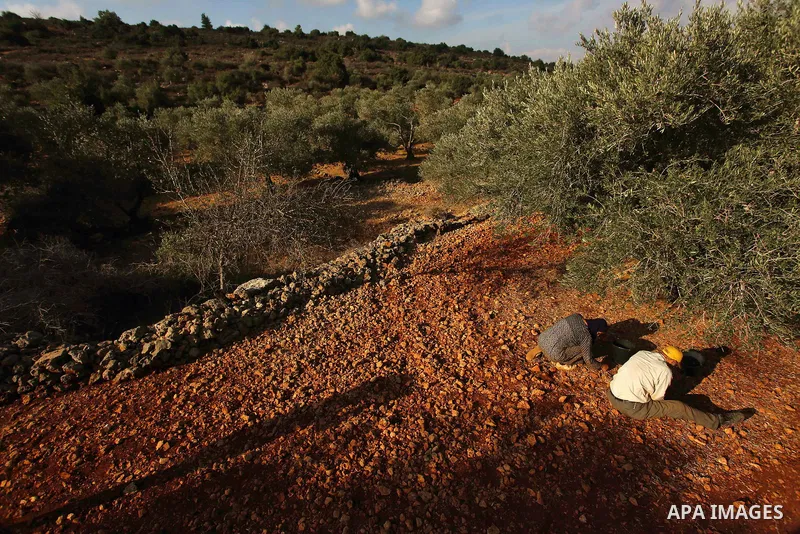 Palestinian farmers pick up olives at farms during a harvest season, near the Israeli settlement of Ariel in the occupied West Bank city of Salfit, after Israeli authorities allowed them to harvest olives just for severa...