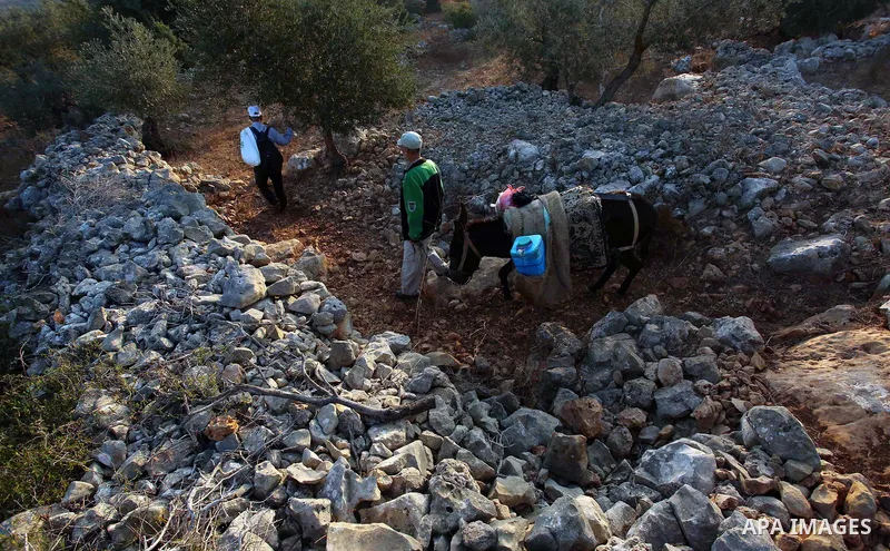 Palestinian farmers make their way to their farms to pick up olives during a harvest season, near the Israeli settlement of Ariel in the occupied West Bank city of Salfit, after Israeli authorities allowed them to harves...