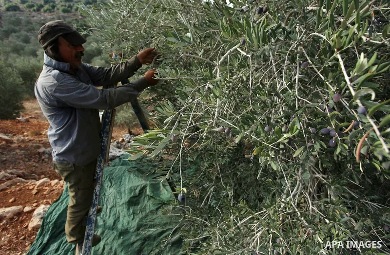 A Palestinian man picks up olives at a farm during a harvest season, near the Israeli settlement of Ariel in the occupied West Bank city of Salfit, after Israeli authorities allowed Palestinian farmers to harvest olives...