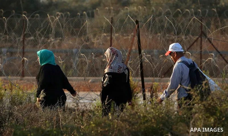 Palestinian farmers make their way to their farms to pick up olives during a harvest season, near the Israeli settlement of Ariel in the occupied West Bank city of Salfit, after Israeli authorities allowed them to harves...