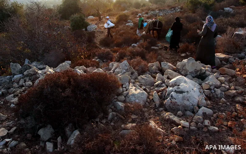 Palestinian farmers make their way to their farms to pick up olives during a harvest season, near the Israeli settlement of Ariel in the occupied West Bank city of Salfit, after Israeli authorities allowed them to harves...