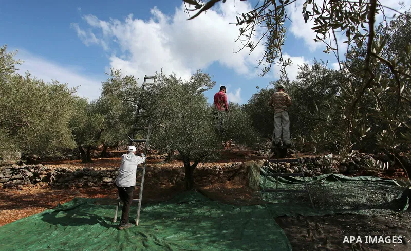 Palestinian farmers pick up olives at farms during a harvest season, near the Israeli settlement of Ariel in the occupied West Bank city of Salfit, after Israeli authorities allowed them to harvest olives just for severa...