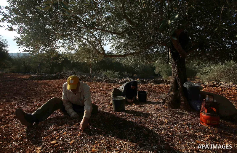 Palestinian farmers pick up olives at farms during a harvest season, near the Israeli settlement of Ariel in the occupied West Bank city of Salfit, after Israeli authorities allowed them to harvest olives just for severa...