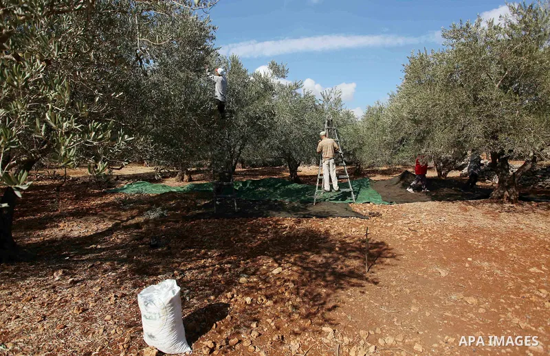 Palestinian farmers pick up olives at farms during a harvest season, near the Israeli settlement of Ariel in the occupied West Bank city of Salfit, after Israeli authorities allowed them to harvest olives just for severa...