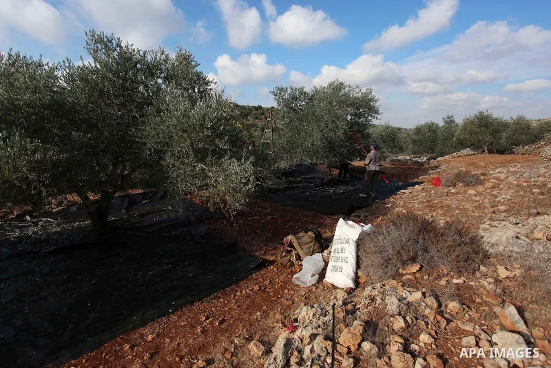 Palestinian farmers pick up olives at farms during a harvest season, near the Israeli settlement of Ariel in the occupied West Bank city of Salfit, after Israeli authorities allowed them to harvest olives just for severa...